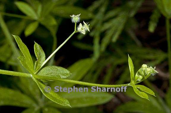 galium triflorum 2 graphic